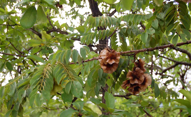 Pterocarpus angolensis (Kiaat, Wild teak)