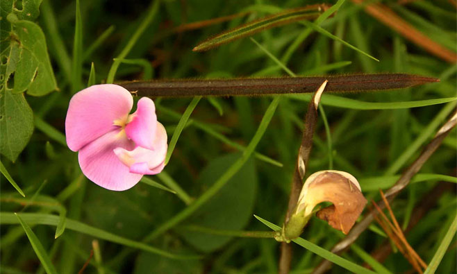 Vigna vexillata (Wild sweatpea)