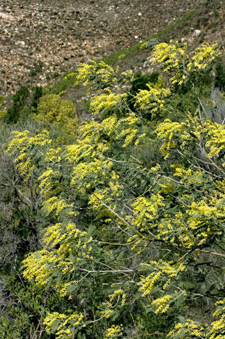 Acacia dealbata (Silver wattle)