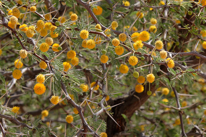 Acacia haematoxylon 