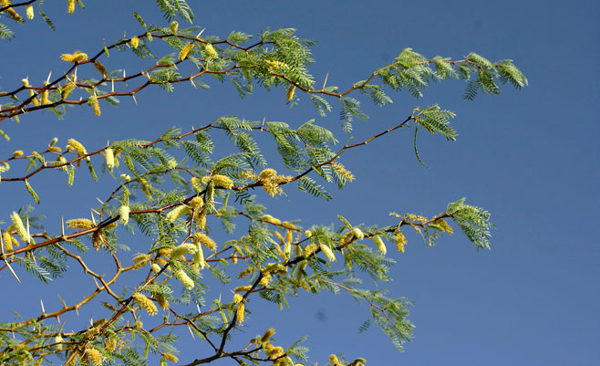 Prosopis glandulosa (Mesquite, Honey mesquite)