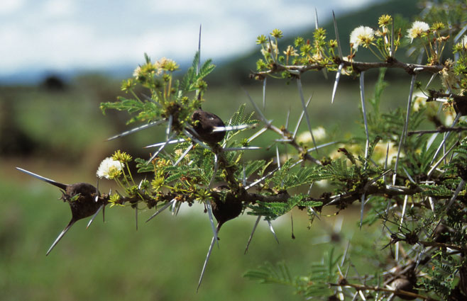 Acacia drepanolobium (Whistling thorn)