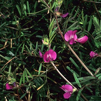 Vicia sativa (Common vetch)
