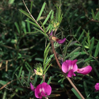 Vicia sativa (Common vetch)
