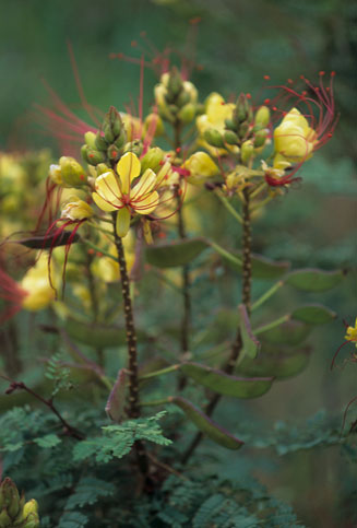 Caesalpinia gilliesii (Bird of Paradise Flower, Mal de ojo)
