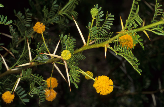 Acacia karroo (Sweet thorn)