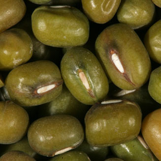 Vigna radiata (mung beans)