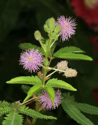 Mimosa pudica (Sensitive plant)