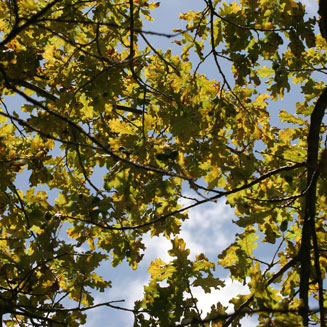 Quercus robur (English oak)