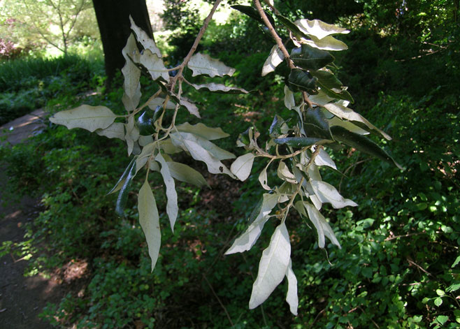 Quercus ilex (Holm oak, Holly oak) 