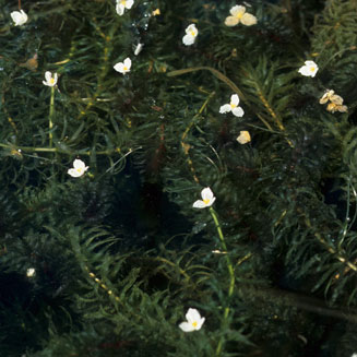 Egeria densa (Dense water weed)