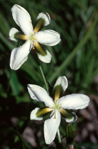 Aristea teretifolia 