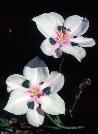 Aristea biflora  
