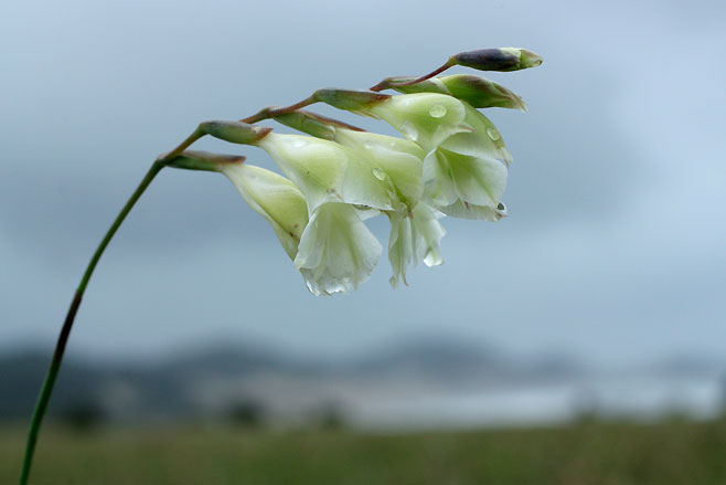Gladiolus wilsonii 
