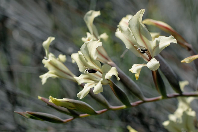 Gladiolus floribundus 