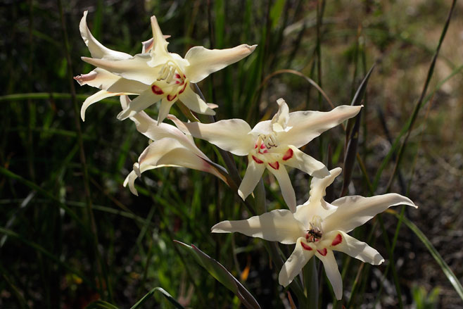 Gladiolus undulatus