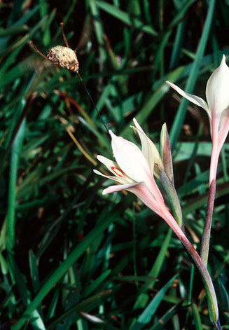 Gladiolus angustus 