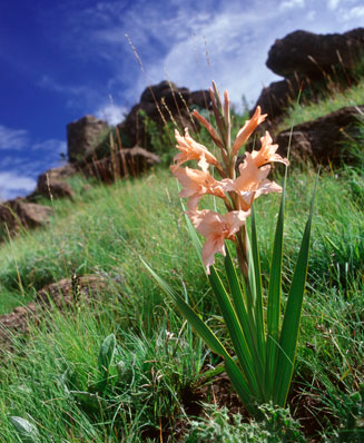 Gladiolus oppositiflorus 
