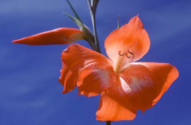 Gladiolus saundersii 