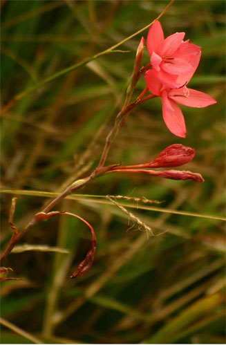 Hesperantha coccinea 