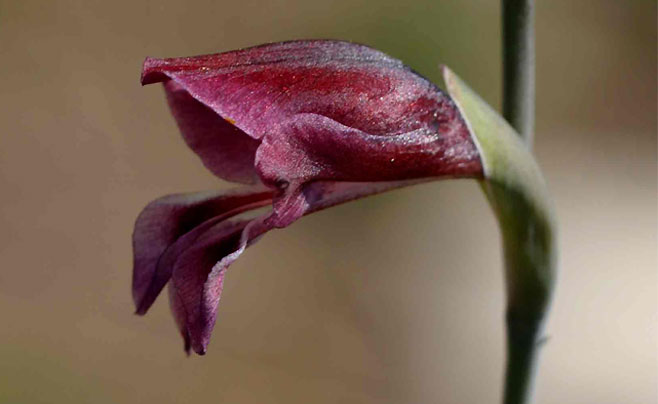 Gladiolus atropurpureus 