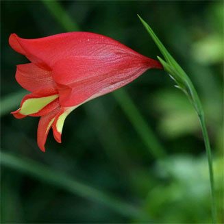 Gladiolus decoratus