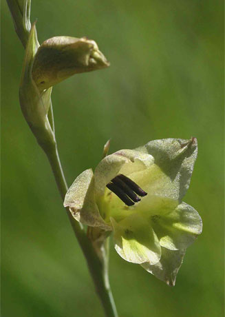 Gladiolus flavoviridis
