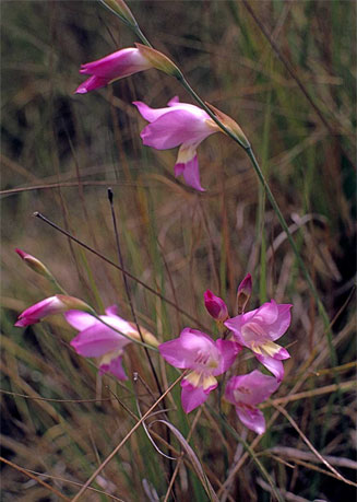Gladiolus juncifolius