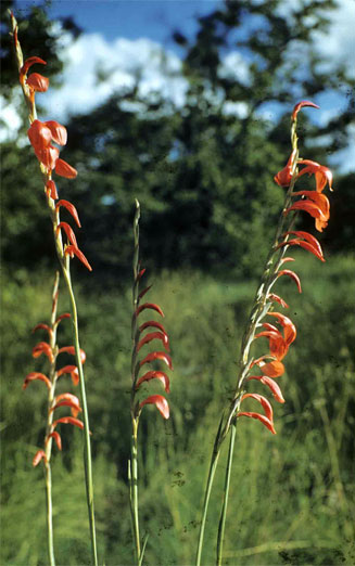 Gladiolus magnificus