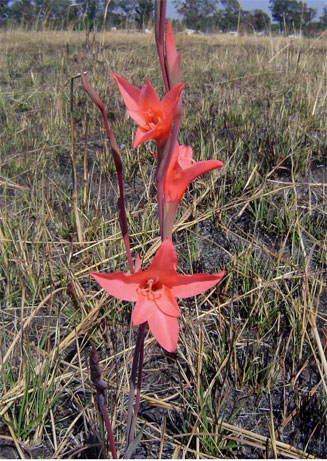 Gladiolus melleri 