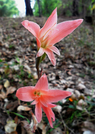 Gladiolus melleri 