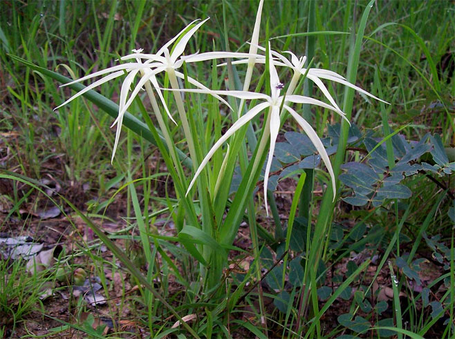 Lapeirousia odoratissima 