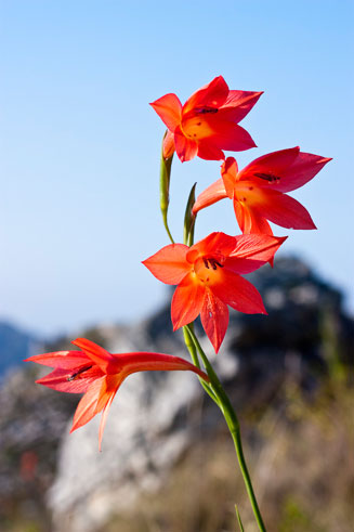 Gladiolus priorii 