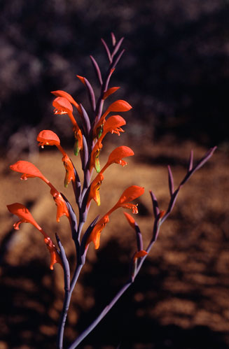 Gladiolus saccatus 