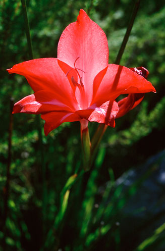 Gladiolus sempervirens 