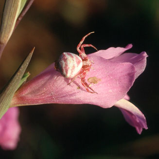 Gladiolus carinatus 