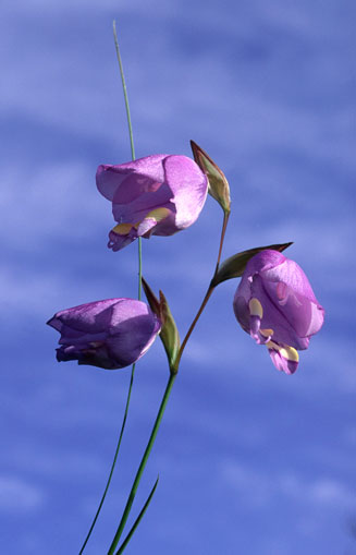 Gladiolus rogersii 