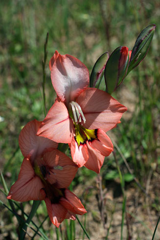 Gladiolus meliusculus 