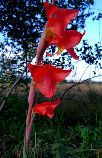 Gladiolus dalenii 