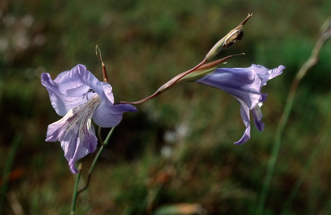 Gladiolus gracilis  