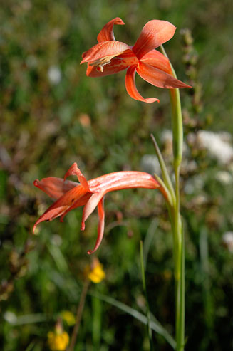 Gladiolus watsonius 