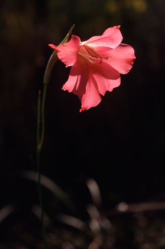 Gladiolus meridionalis 