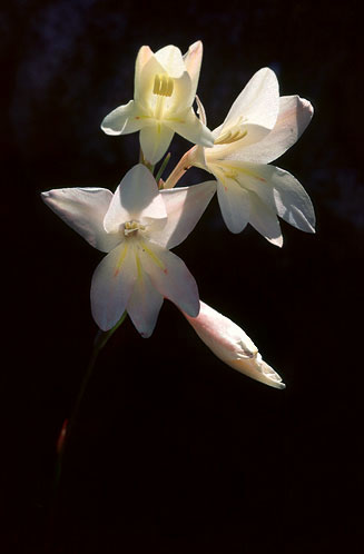Gladiolus monticola 