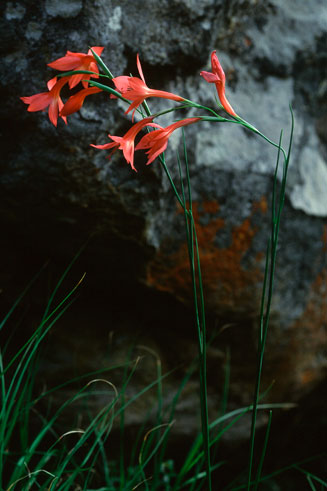 Gladiolus priorii 