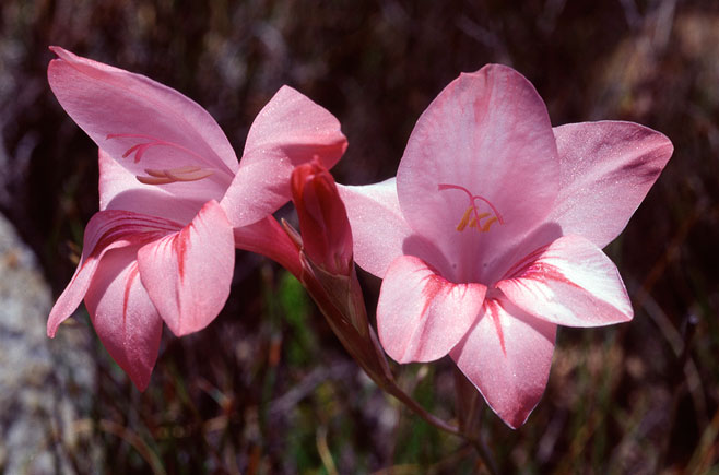 Gladiolus rhodanthus 