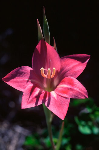 Gladiolus carmineus 