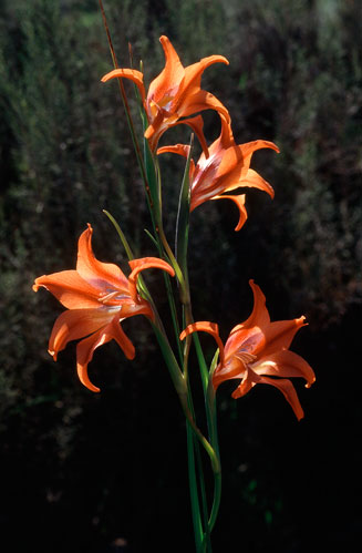 Gladiolus liliaceus 
