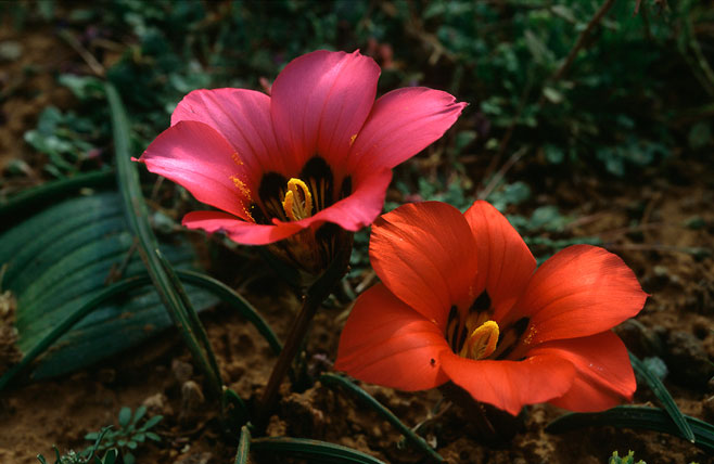 Romulea unifolia 
