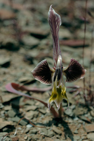 Gladiolus uysiae 