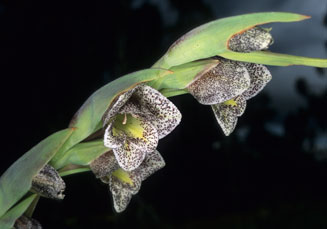 Gladiolus ecklonii 